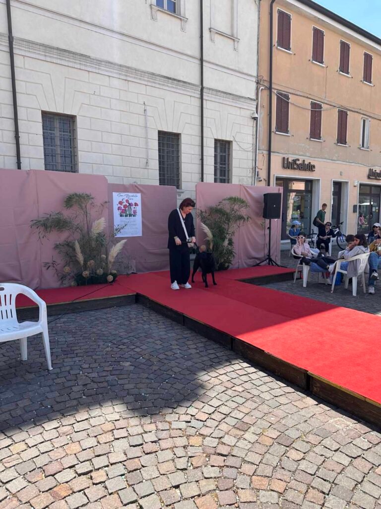 Un bell'esmplare in passerella con la sua padrona in occasione del concorso il collare fiorito