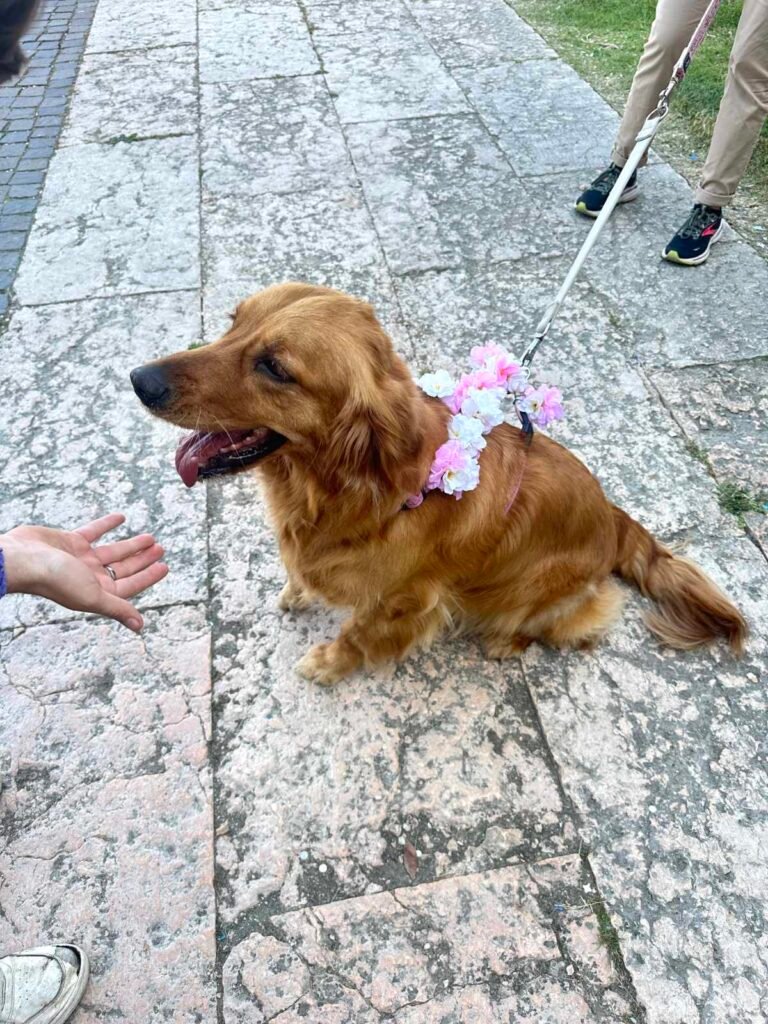 Il collare fiorito magistralmente indossato da una splendida Golden Retreiver