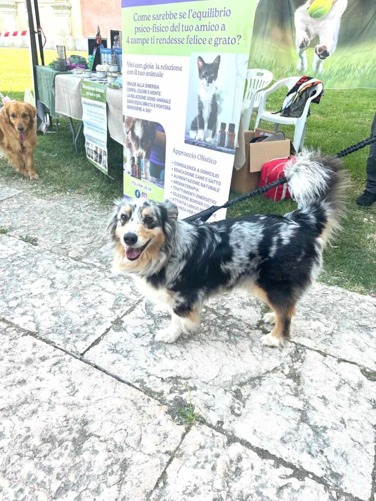 Un bel esemplare di border collie