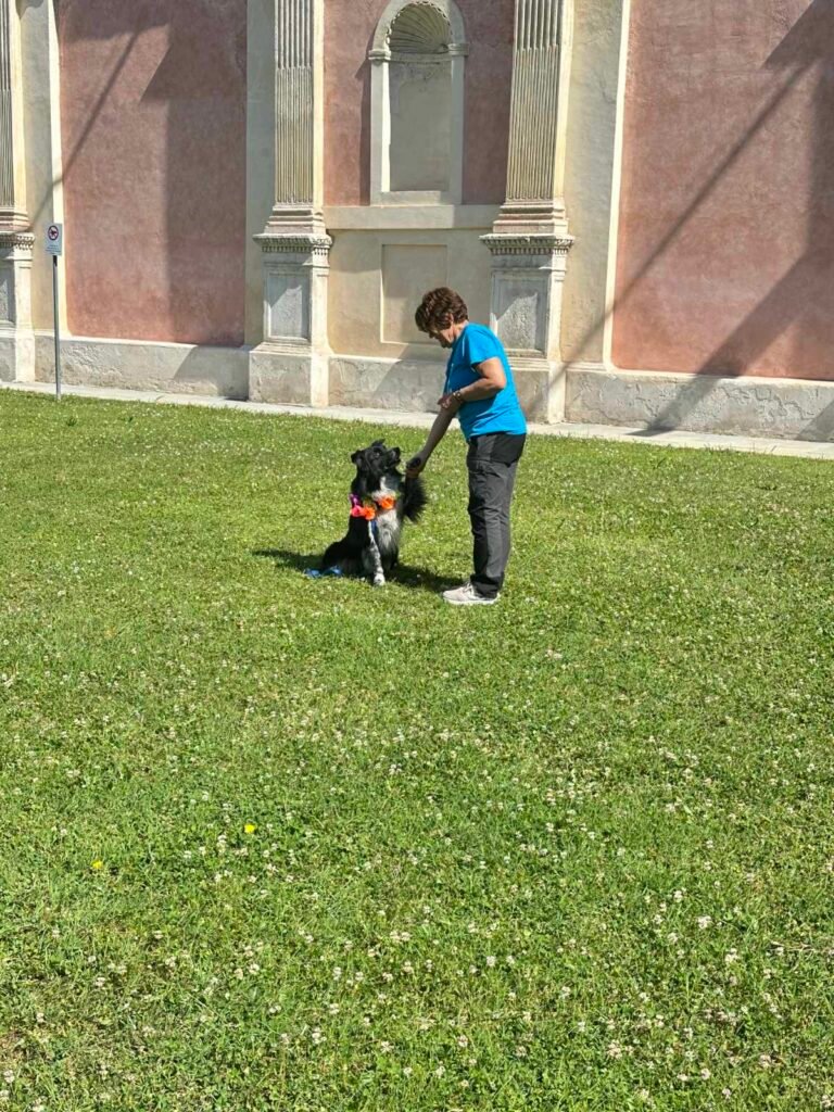 Qua la zampa - dimostrazione di agility