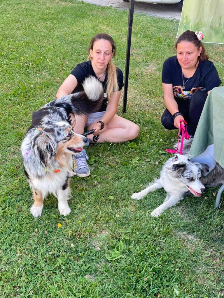 Giovani Border Collie con le loro padroncine