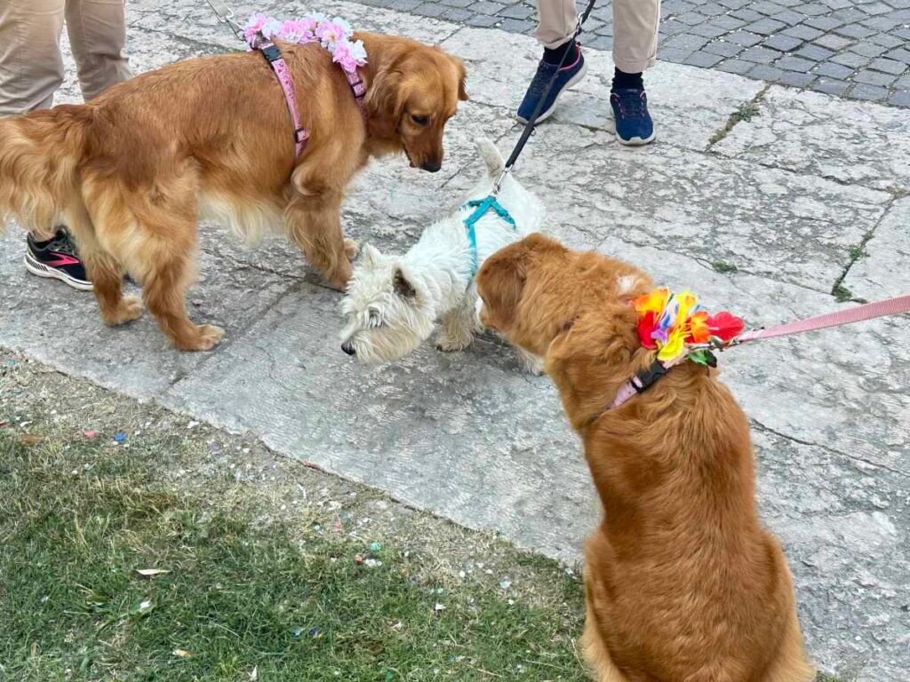 Un temerario Westy circondato da due bellissimi esemplari di Golden Retreiver