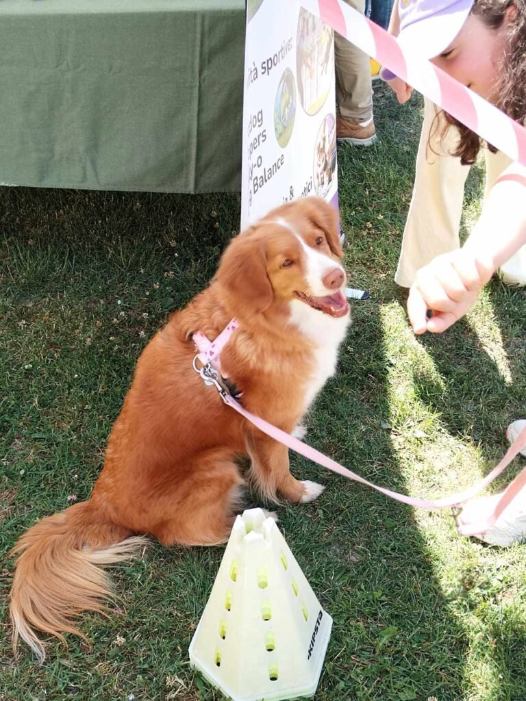 Ragazzina che fa amicizia con questo simpatico cagnolino prima della sfilata