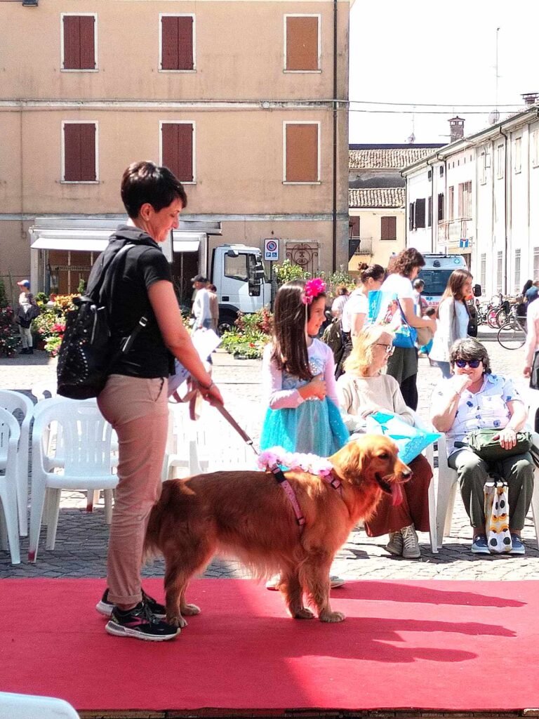Un bel esemplare di golden retreiver con il suo collare fiorito